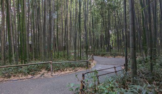 【日本一周134日目】嵐山　嵯峨野 竹林の小径　